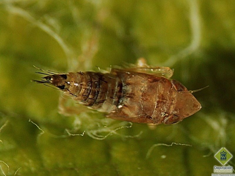 Cicadelidos - Ciccadellidae - Cicadelidos >> Ninfa de ultimo estadio de Scaphoideus titanus.jpg